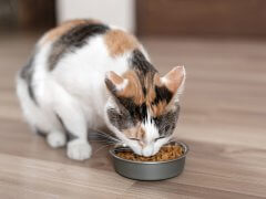 Calico cat eating kibble from a bowl