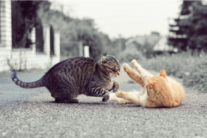 Cats captured in a moment of interaction, raising the question of whether they are fighting or playing, showcasing the complexity of feline behaviors.