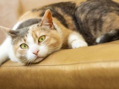 Cute calico cat with light green eyes, gazing directly at the camera with an endearing expression