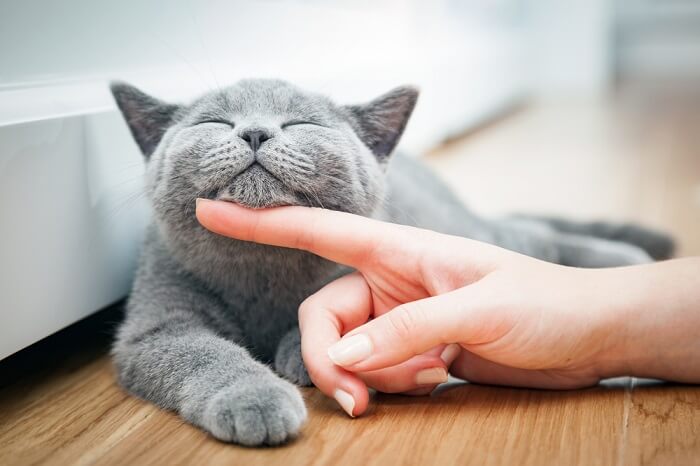 Image of a happy cat being gently petted under the chin.