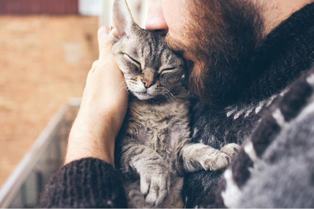 Close-up of beard man in icelandic sweater who is holding and kissing his cute purring Devon Rex cat.