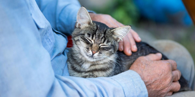 150 Best Old Man Cat Names: Awesome Ideas for Your Adorable Cat