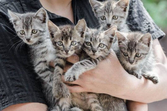 When Is Kitten Season and How Can You Help?