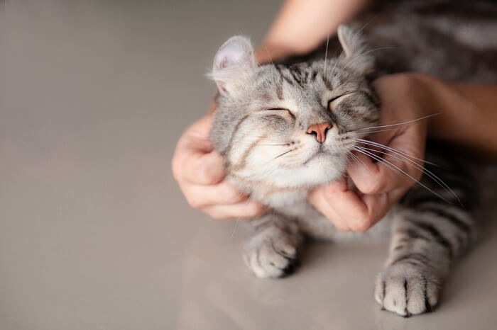 Person petting a grey Scottish fold cat.