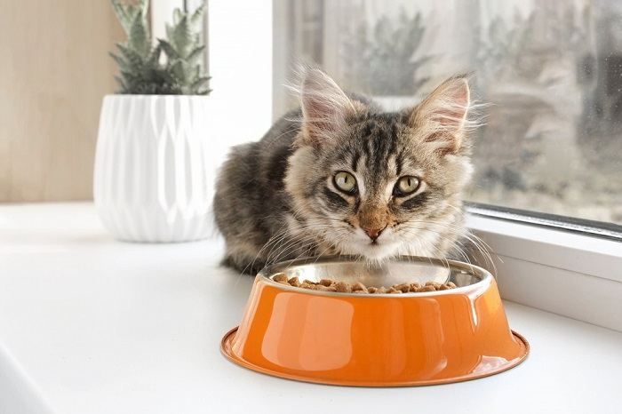 Tabby Kitten eating from orange Bowl
