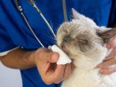 Veterinarian wiping cat’s nose with cotton pad